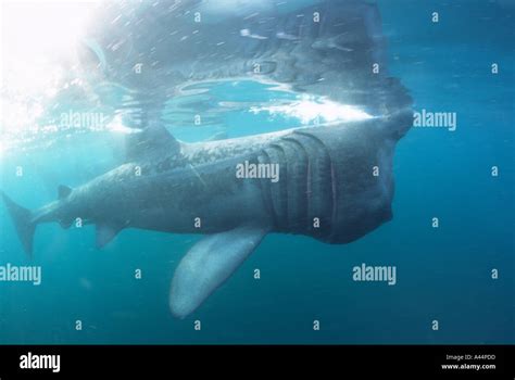 basking shark feeding in the UK Stock Photo - Alamy