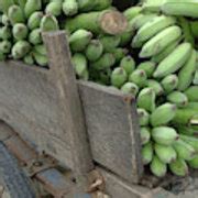 Asia, Vietnam Green Bananas On An Old Photograph by Kevin Oke - Pixels