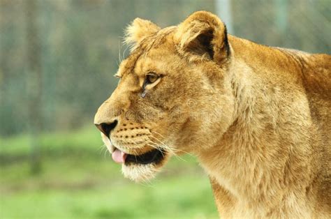 Female Lion Royalty Free Stock Photo - Image: 16990325