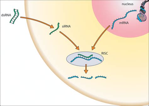 RNAi-Based Therapeutics: A Novel Platform for Drug Development - Drug ...