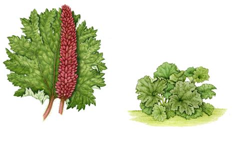 Giant Rhubarb - SOLD - Lizzie Harper