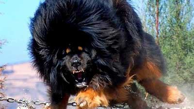 Which Dog Is Most Powerful In The World