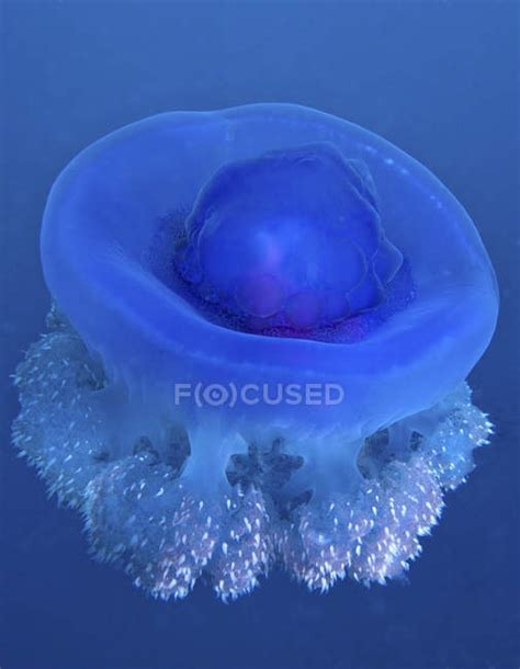 Crown jellyfish - Stock Photos, Royalty Free Images | Focused