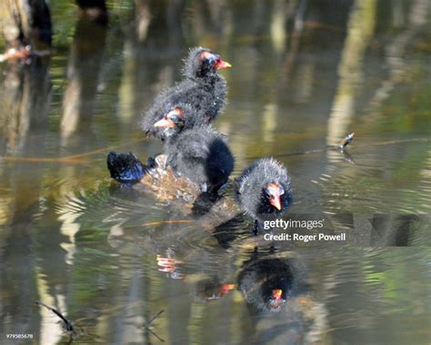 Moorhen Chicks High-Res Stock Photo - Getty Images