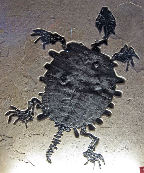 Trionyx sp. fossil soft-shelled turtle (Fossil Butte Membe… | Flickr