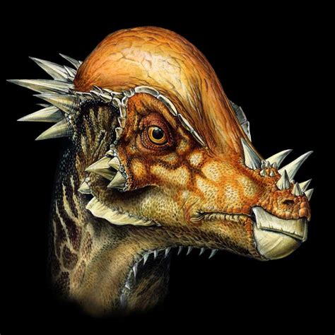 Ninjemys: Stegoceras novomexicanum, a tiny southern dome-headed pachycephalosaur