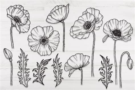 Poppy flowers and leaves SVG, PNG. Hand drawn doodle flowers By Dervik_art | TheHungryJPEG