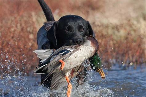 10 Dog Breeds That Make The Best Hunting Companions