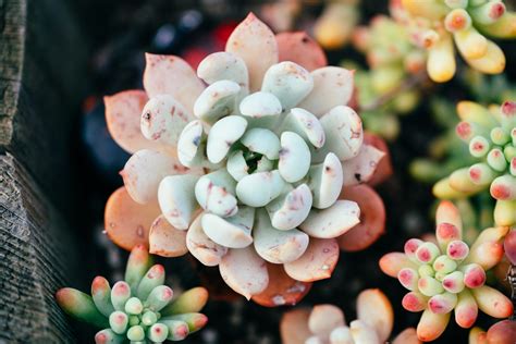 25 Types of Succulents: A Closer Look at the Best Succulent Plants