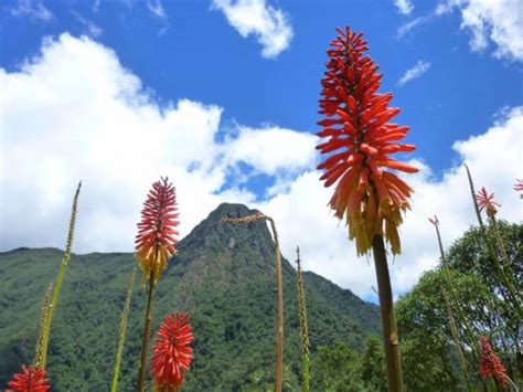 Wax palms in Cocora Valley - www.mycolombianwife.com