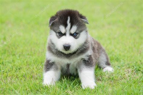 Blue eyes siberian husky puppy sitting and looking Stock Photo by ©lufimorgan 85265278