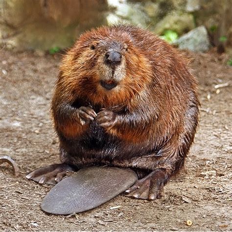 Beaver - Wikipedia