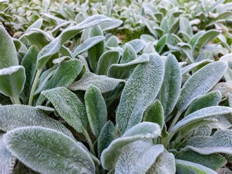 Lamb's Ear: A Growing & Care Guide for Stachys byzantina | Garden Design