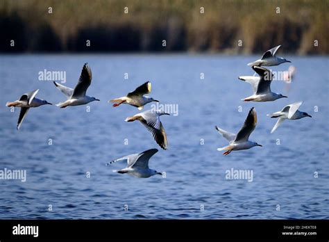 NidoAudouins gull is a species of Charadriiform bird in the Laridae family Stock Photo - Alamy