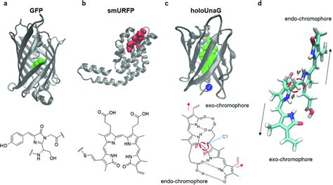 Fluorescent proteins (FP) and their chromophores. (a) Green fluorescent ...