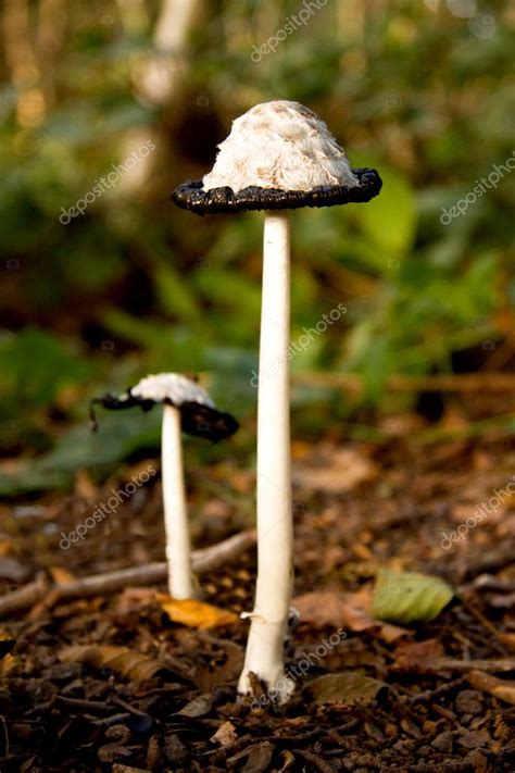 Shaggy Mane inky cap mushrooms — Stock Photo © sannie32 #3200996