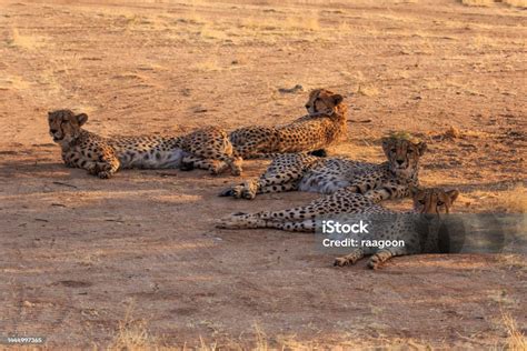 Cheetahs In The Namibian Savannah Solitaire Namibia South Africa Stock Photo - Download Image ...