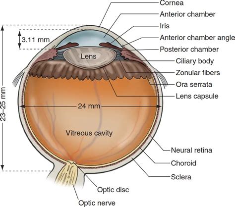 Eye Globe Anatomy