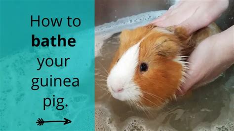 How to bathe your guinea pig – Guinea Pals