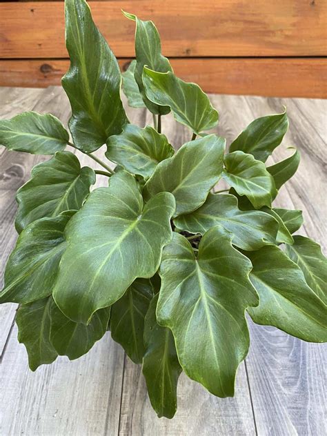 18 Types of Philodendron Plants (With Pictures!) - Paisley Plants