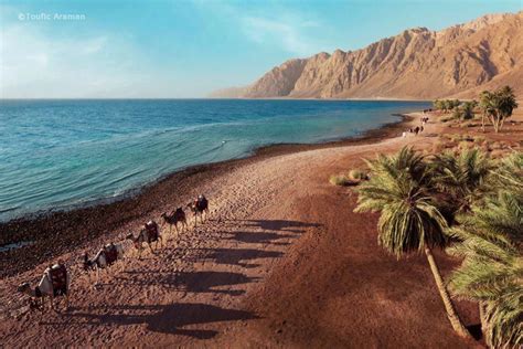 Dahab,Egypt Shadows, Camels, Ocean | Viagens, Lugares, Natureza