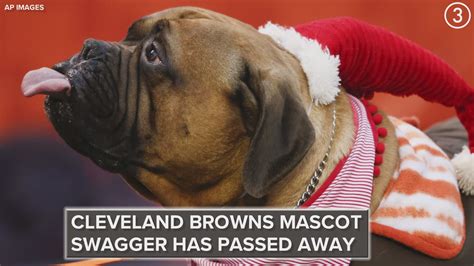 Swagger, Cleveland Browns mascot, dies at 6 - oggsync.com