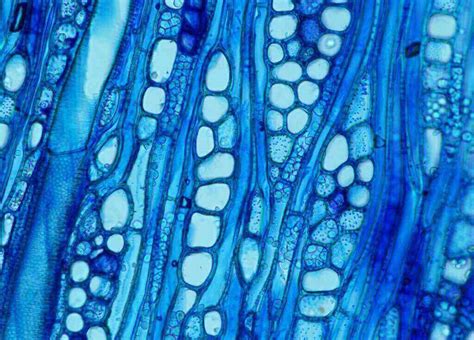 Xylem | Definition, Location, Function, & Facts | Britannica