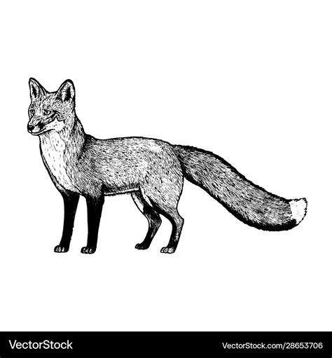 Hand drawn fox black white sketch Royalty Free Vector Image