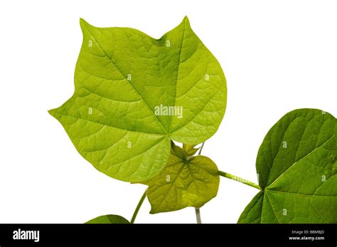 Serrated leaves of a cotton plant (Gossypium herbaceum Stock Photo - Alamy