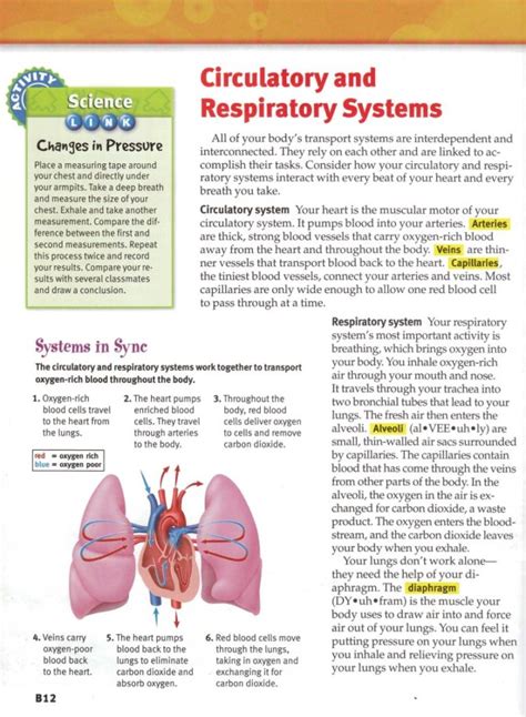 Sample 1: Heart and Lung Diagram - DIAGRAM Center