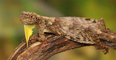 Philippine Flying Lizard