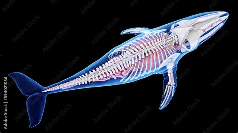 3d illustration of a humpback whale's internal organs Stock ...