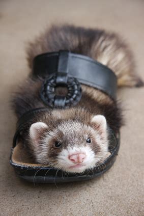 Ferret Chew Toys | Wow Blog