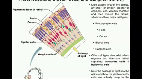 Anatomy Of Vision