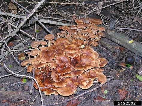 Armillaria root rot (Armillaria tabescens)