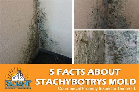 5 Facts About Stachybotrys Mold - Home Inspection Tampa | Commercial ...