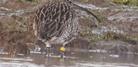 Call of the Curlew – Conserving breeding Curlews in southern and lowland Britain