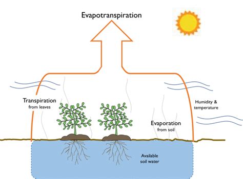 Evapotranspiration and Crop Water Use | GEOG 3: The Future of Food