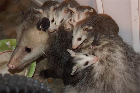 Opossum Mom Accidentally Knocks Babies Off Her Back in Cute Clip - Newsweek