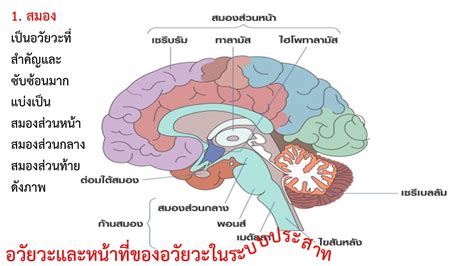 วิชาวิทยาศาสตร์ ม.2 เรื่อง ระบบประสาท สมองและไขสันหลัง 9 มิ.ย. 64 - YouTube