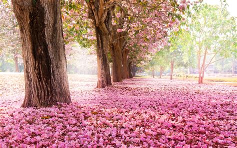 Wallpaper Trees, road, many pink flowers on the ground 2560x1600 HD Picture, Image