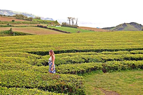 Exploring Europe's only tea plantation - A World of Dresses