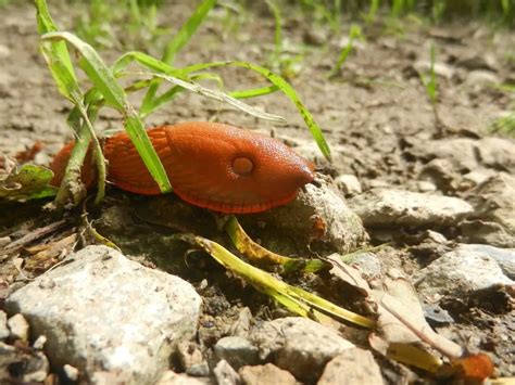 The Spanish Slug Invasion - Growing Guides