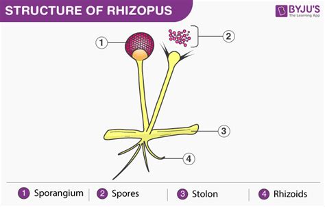 Rhizopus: Structure with Diagram, Reproduction and Life Cycle, Economic Importance