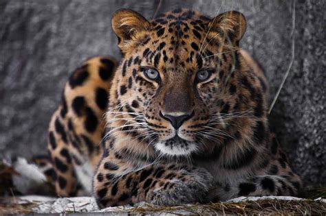 Amur Leopard - A-Z Animals