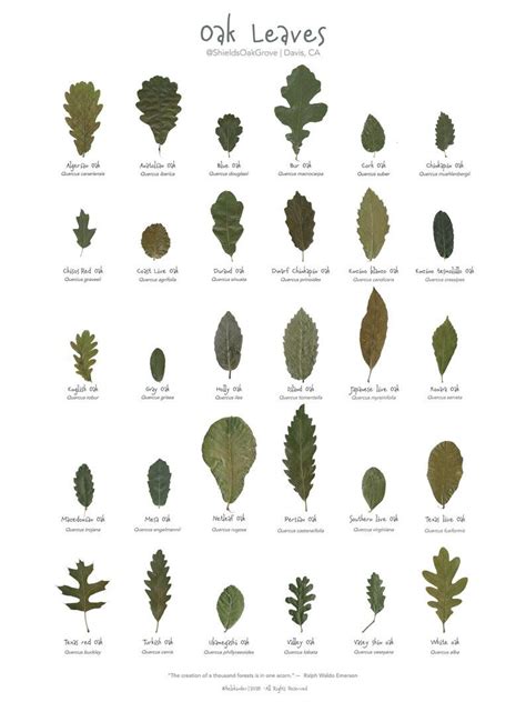 Oak Leaves Poster Printed Version - Etsy | Tree identification, Leaf identification, Tree leaf ...