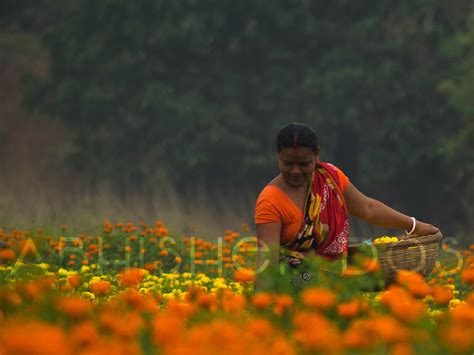 A Day in The Veil of Flowers | Khirai | West Bengal | Solitary Traveller