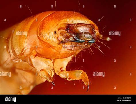 yellow mealworm beetle (Tenebrio molitor), head of a mealworm Stock ...