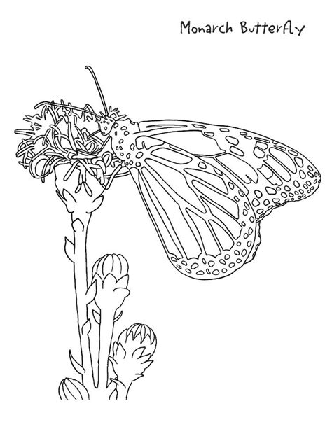 Monarch Butterfly Coloring Page for Kids - Free Printable Picture