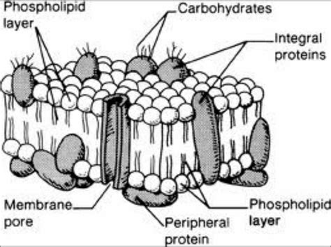 Ap Biology Cell Membrane Transport Drawing Project at GetDrawings ...